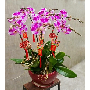 COR15  "Panda" Phalaenopsis Orchids 
